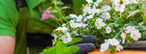 Bacopa Extract Strength Explained: What Do Bacosides and Standardisation Actually Mean?