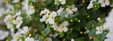 Bacopa vs Huperzine A: Two Very Different Ingredients for Memory and Focus