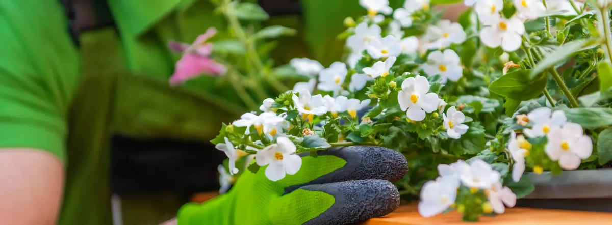 Bacopa monnieri leaves and a supplement bottle beside an ingredient information sheet.