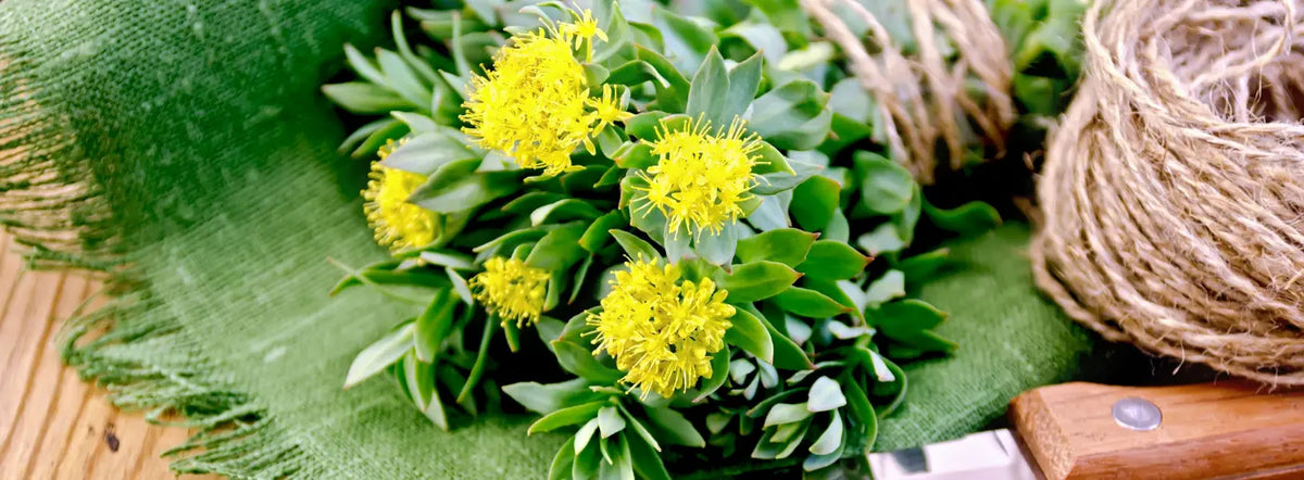 Mature adult at a sunny New Zealand kitchen table reading Rhodiola rosea supplement ingredients beside a notebook, glasses and cup of tea.