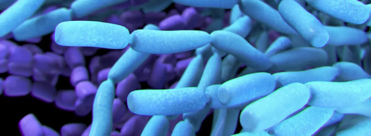 Gold Health NZ single-strain vs multi-strain probiotics guide featuring Super Probiotic BB-12 chewable.