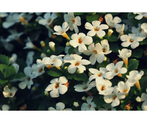 Gold Health bacopa monnieri supplements for memory focus and brain support